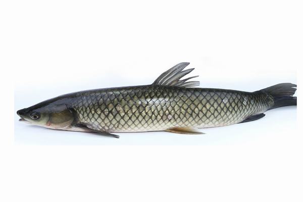 草魚(yú)