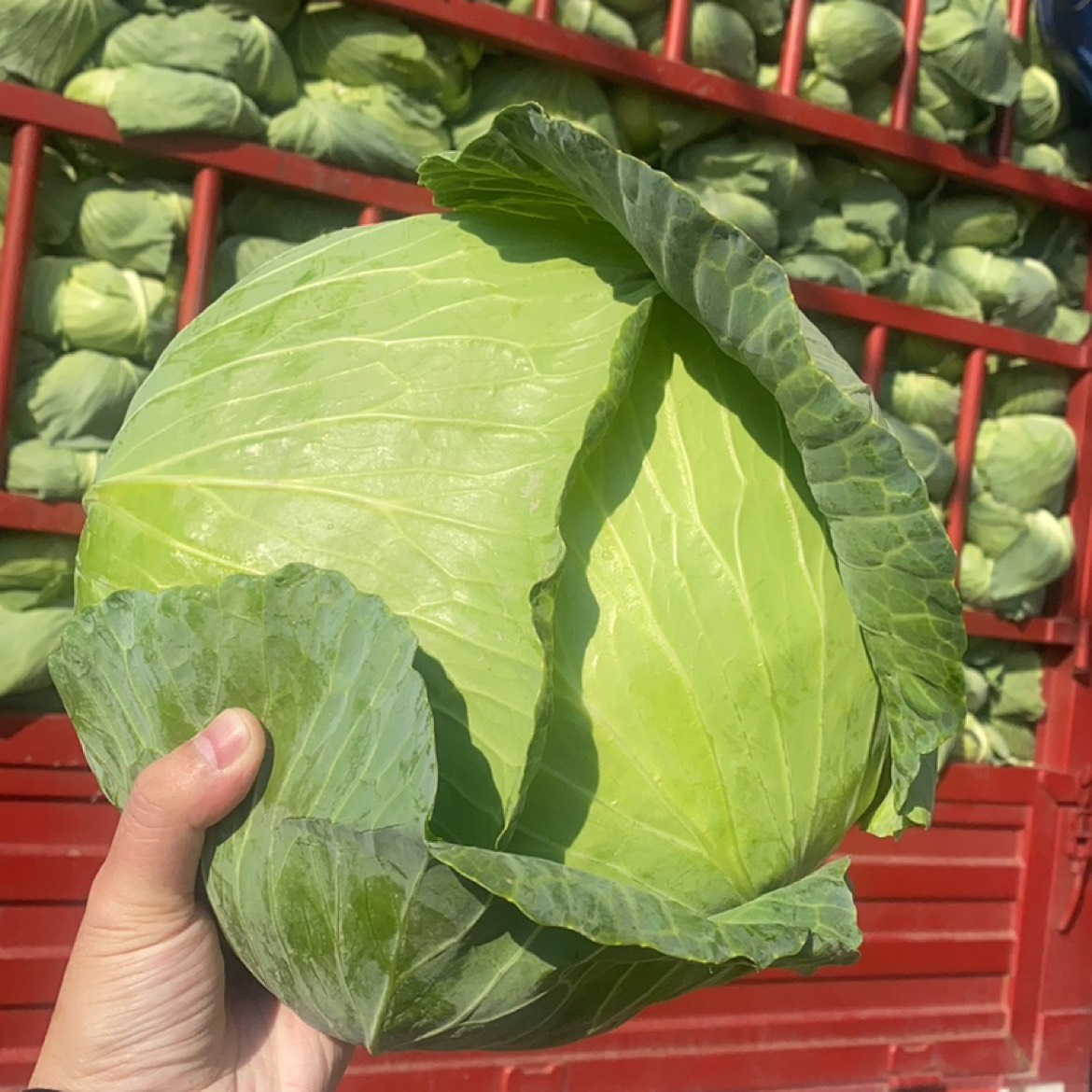 生鮮配送行業(yè)的發(fā)展與財(cái)務(wù)洞察